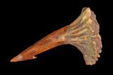 Baby, Fossil Sawfish (Onchopristis) Rostral Barb - Morocco #145595-1
